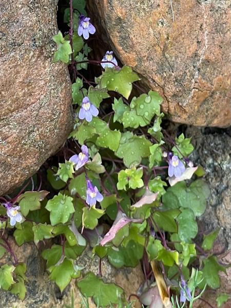 Muurleeuwenbek (Cymbalaria muralis)